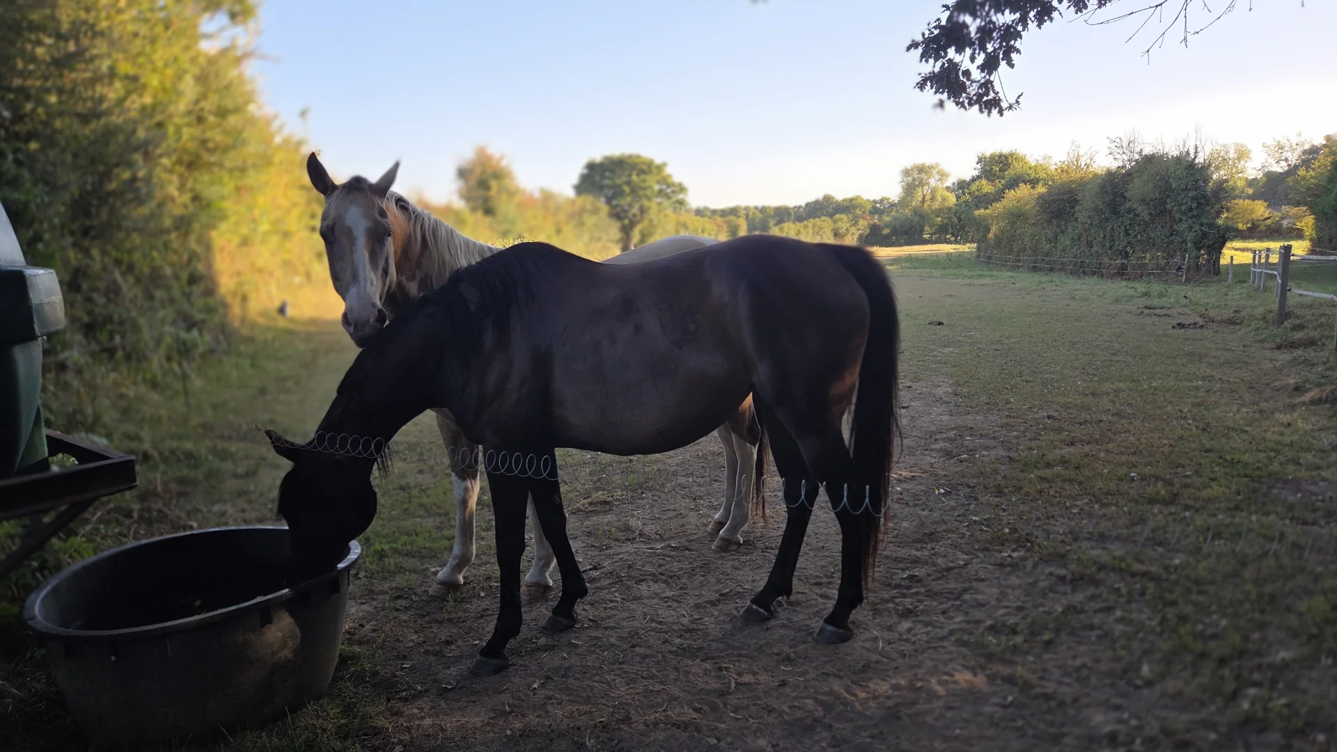 Hébergement pour chevaux et chiens en Bretagne