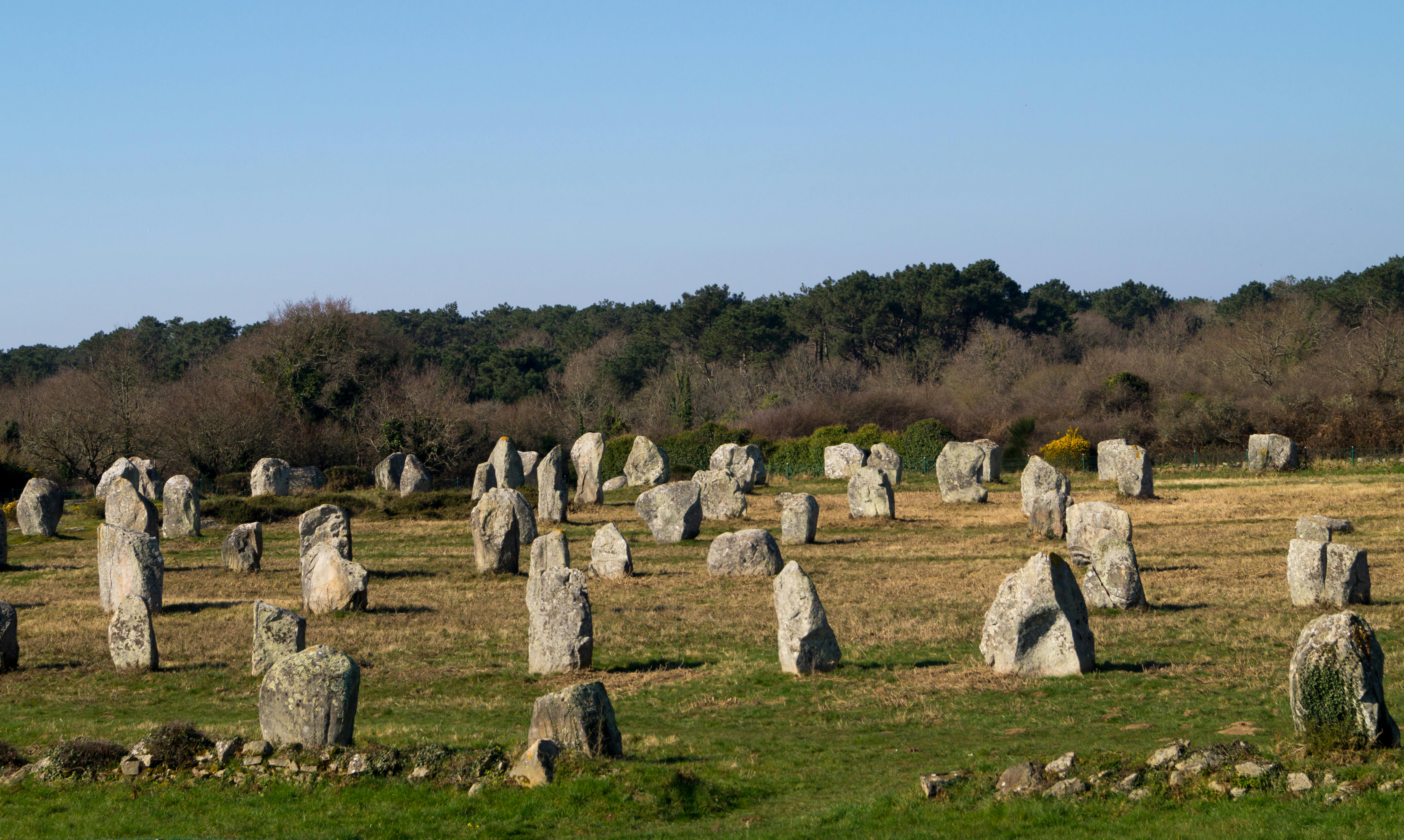 Printemps Bretagne Plévenon - Floraison landes côtières Cap Fréhel